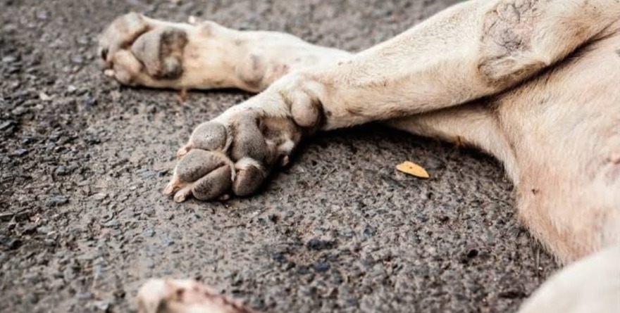 Crece impunidad por maltrato animal