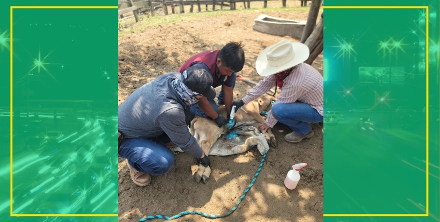 Controlan brote de gusano barrenador