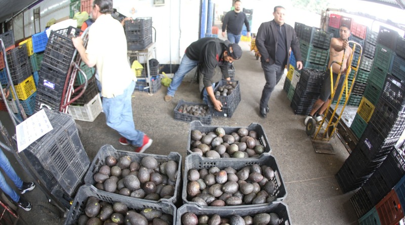 FRENA EU POR LA VIOLENCIA ‘AVOCADOS FROM MEXICO’