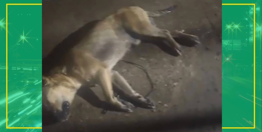 Exigen justicia por perro asesinado
