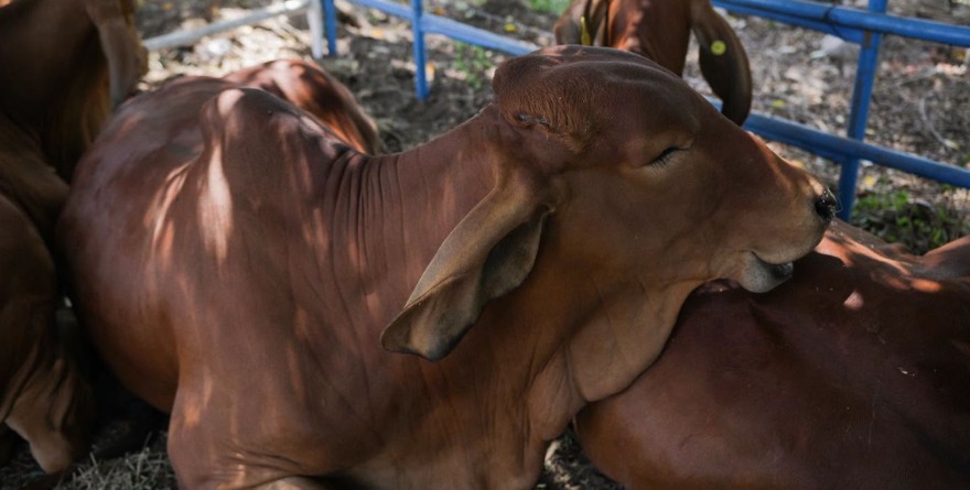 Exhiben insumos para el campo