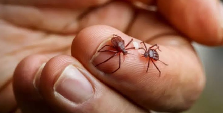 Provoca Rickettsia alerta en municipio
