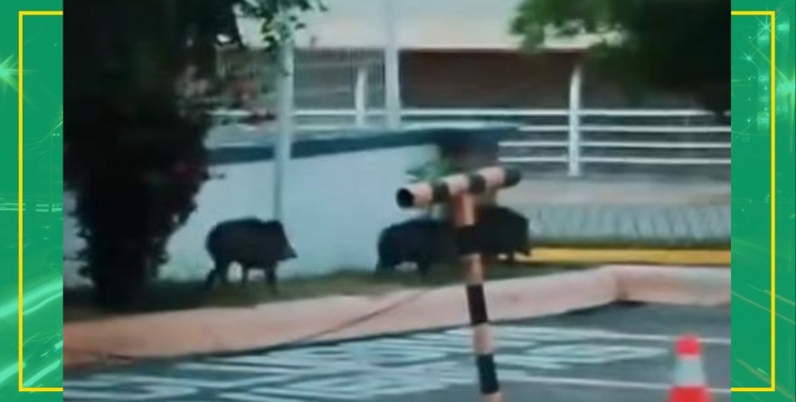 Pecaríes llegan a zona habitacional
