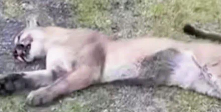 Registran puma sin vida en la carretera