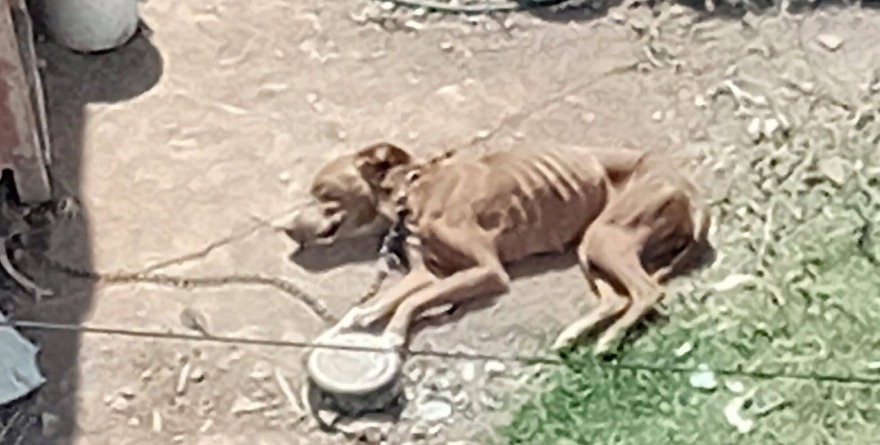 Piden ayuda para perro desnutrido