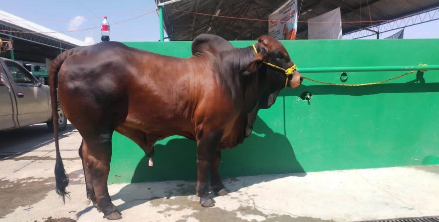Apoyan producción pecuaria de Cárdenas