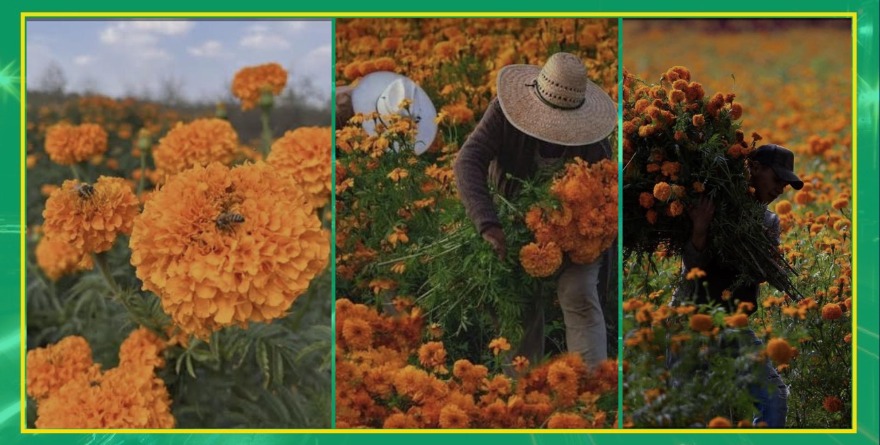 Productores preparan cosecha de cempasúchil