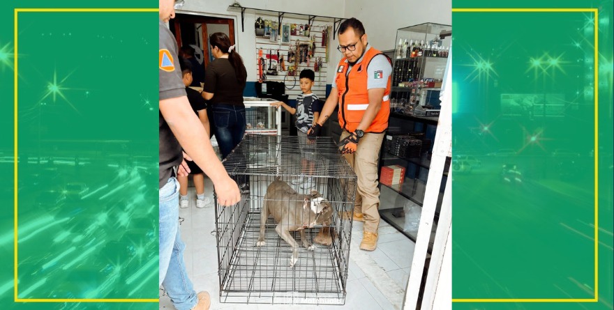 Municipios del Altiplano ignoran bienestar animal