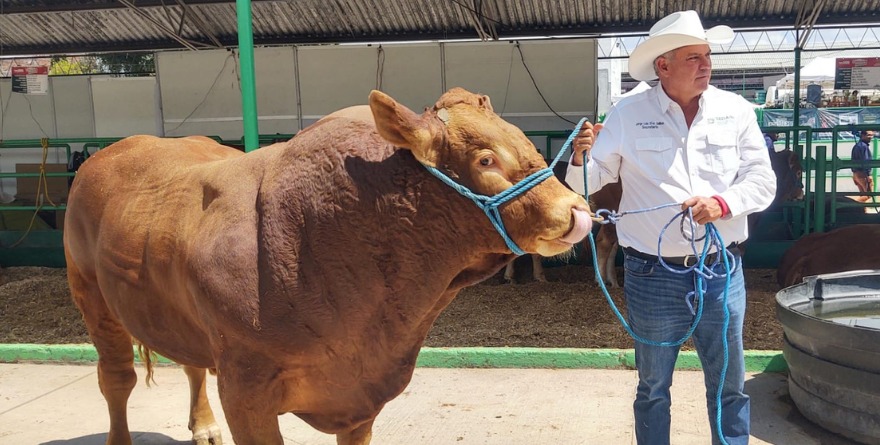 Ganado Limousin de lujo 