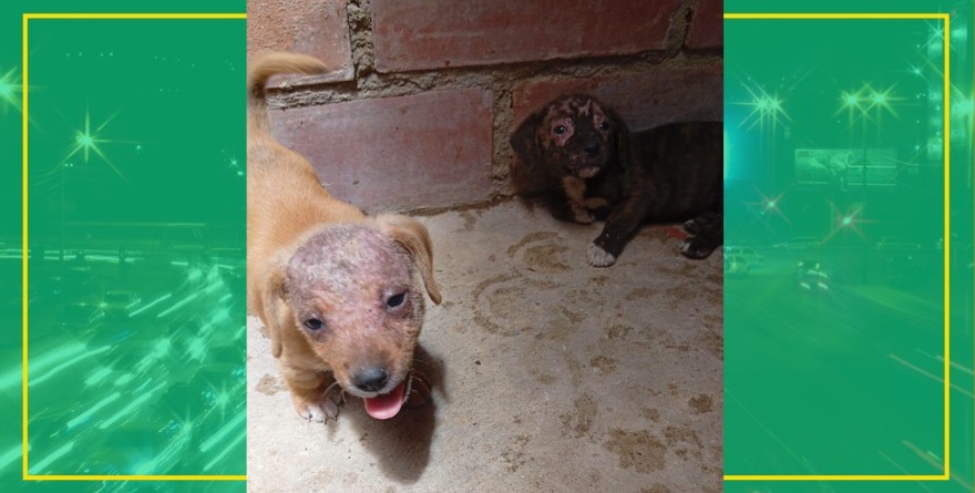 Investigan crueldad animal en Salinas
