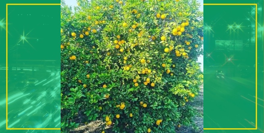 Naranjas sufren por el dragón amarillo