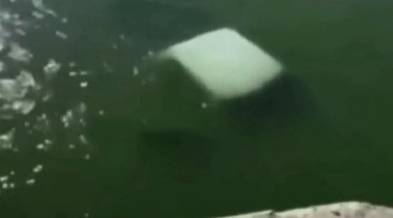 MUEREN 4 MARINOS AL CAER CAMIONETA A RÍO EN TAMAULIPAS