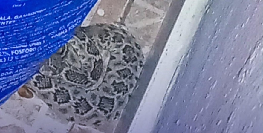 Rescate de cascabel en Carbonera