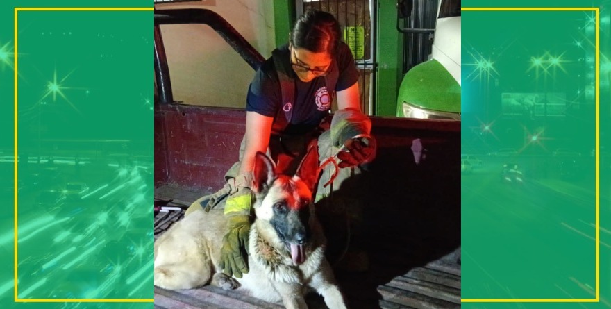 Rescatan a perro herido