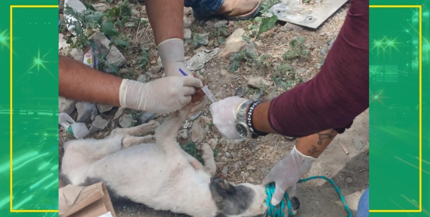 Salvan perro con gusano barrenador