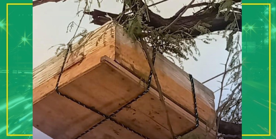 Rescate de abejas en Olivar de las Ánimas
