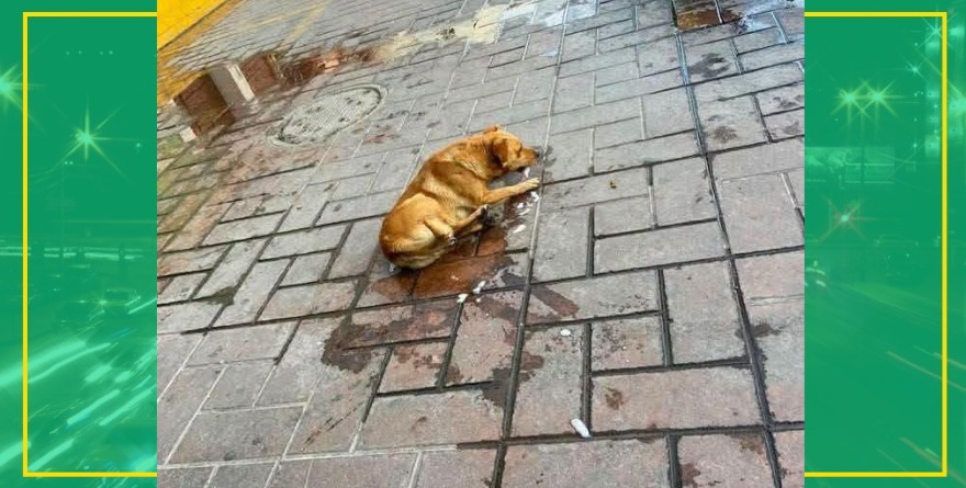 Investigan muerte de siete perros