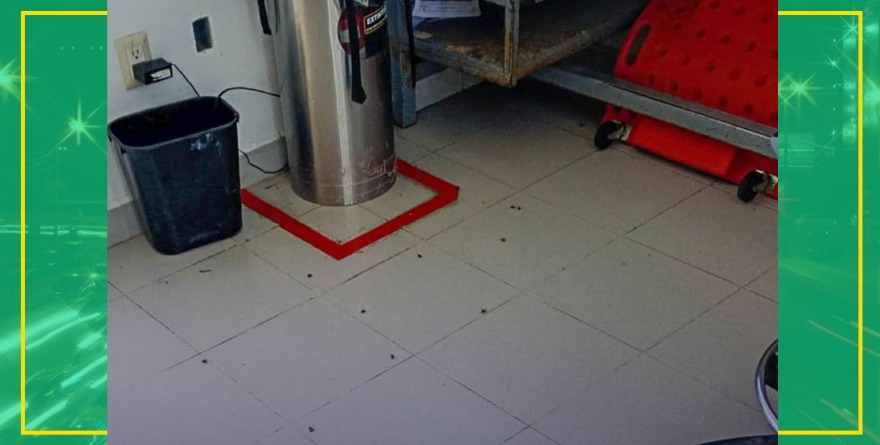 Controlan enjambre de abejas en Dräxlmaier