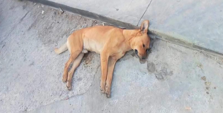 Alcaldía tolera violencia contra perros callejeros