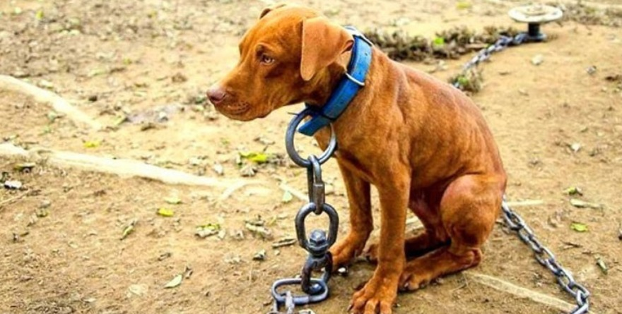 Denuncias por maltrato animal en SLP crecen, pero faltan condenas 