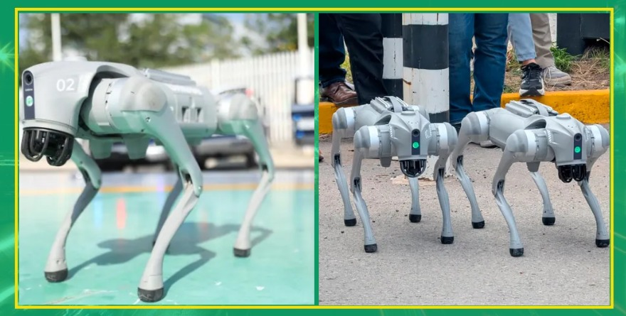 Perros robot vigilan 