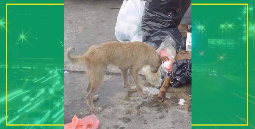  Saturan basura en plaza