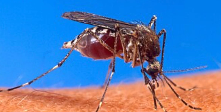 Dengue mantiene alerta sanitaria