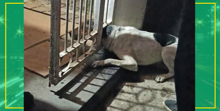 Rescate de perro cancelado