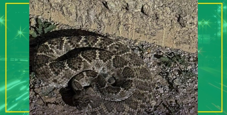 Rescate de víbora de cascabel