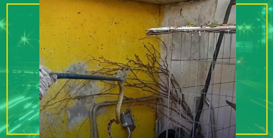 Rescate de víbora en zona centro