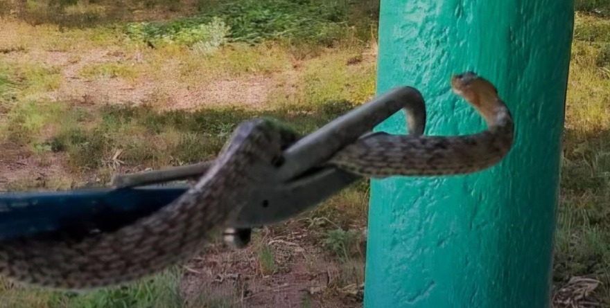 Rescate fallido de víbora cascabel