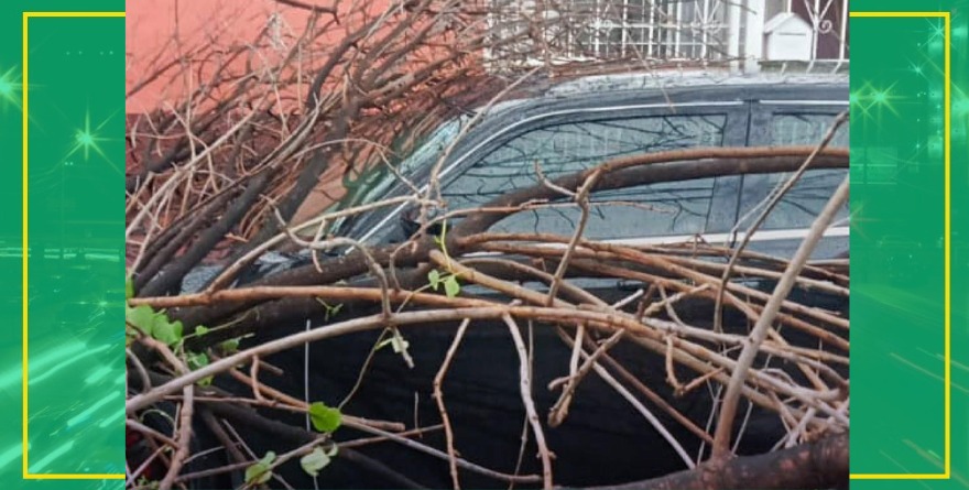 Bomberos retiran árbol sobre vehículo