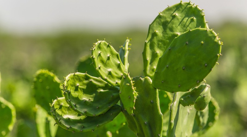 10 COSAS SOBRE EL NOPAL, EL TESORO MEXICANO