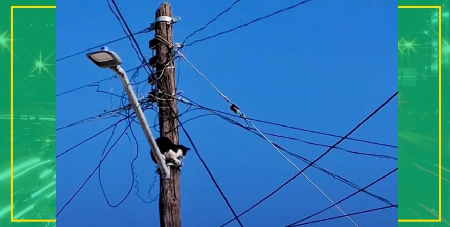 Rescatan gato de poste energizado