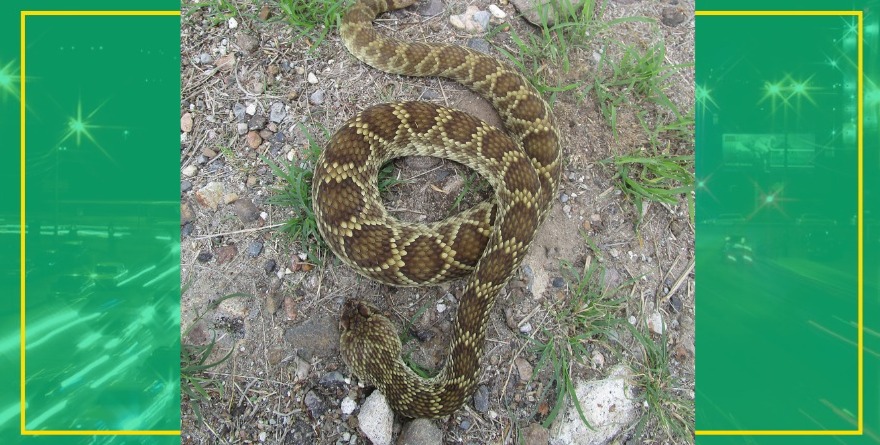 Liberan víbora en el monte
