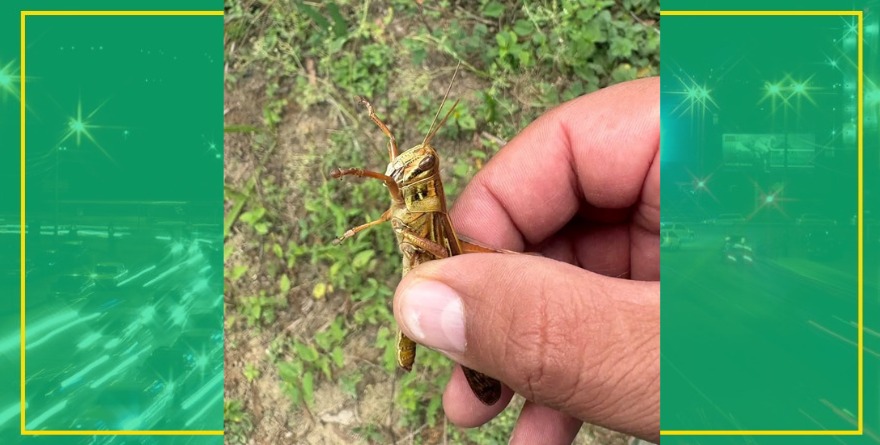 Combaten plaga en campos potosinos