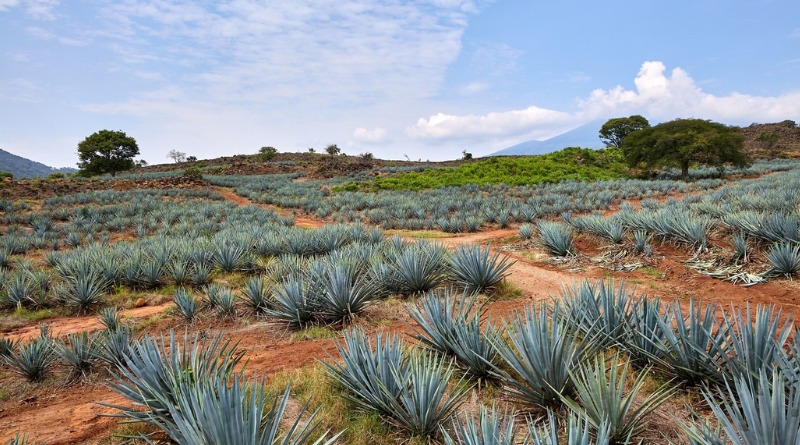 AUMENTA 92% CULTIVO DE AGAVE EN JALISCO EN SEIS AÑOS