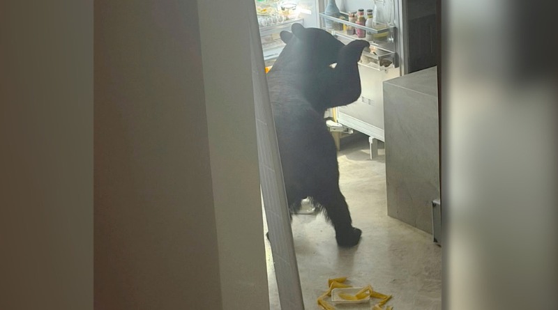 ENTRA OSO A RESIDENCIA Y ARRASA CON TAMALES EN SAN PEDRO