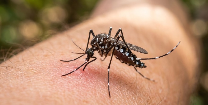 Municipios aceleran la prevención del dengue