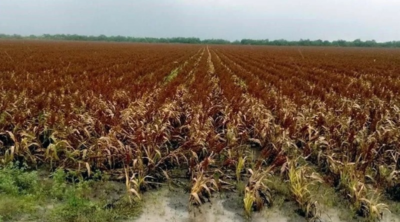 PRODUCE MÉXICO 20.5% MENOS SORGO