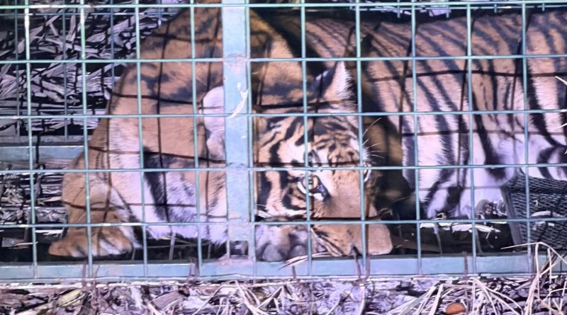 CAPTURAN A TIGRE DE LA BARCA Y LO TRASLADAN A TLAJOMULCO