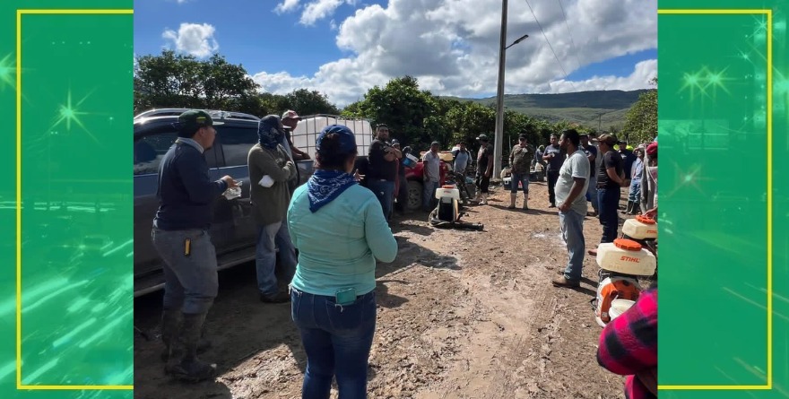 Detienen avance de la langosta