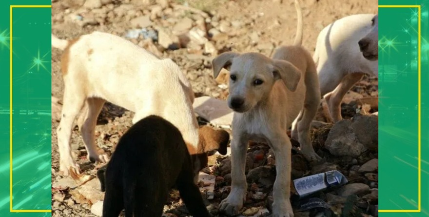 Perros y gatos sufren mas abandono en SLP