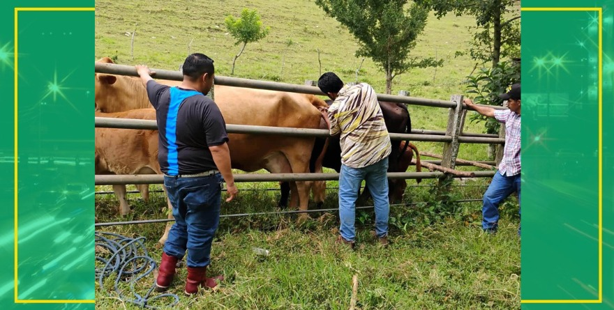Fortalecen sanidad ganadera en Matlapa