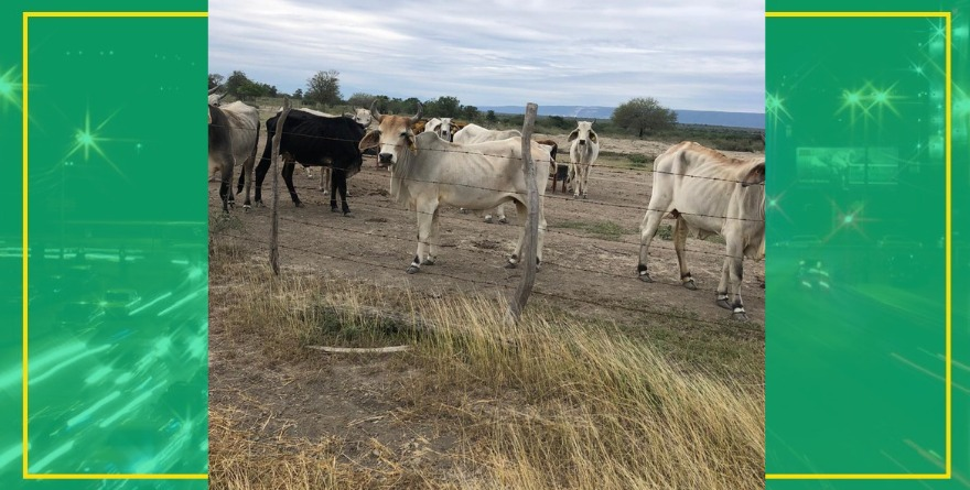 Peligra campoo huasteco