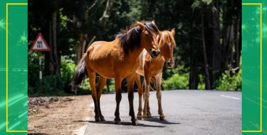 Choque por animales sueltos en Rioverde  