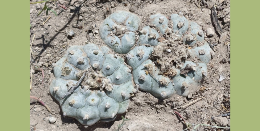 Altiplano potosino, tierra de cactáceas; acecha el saqueo del peyote