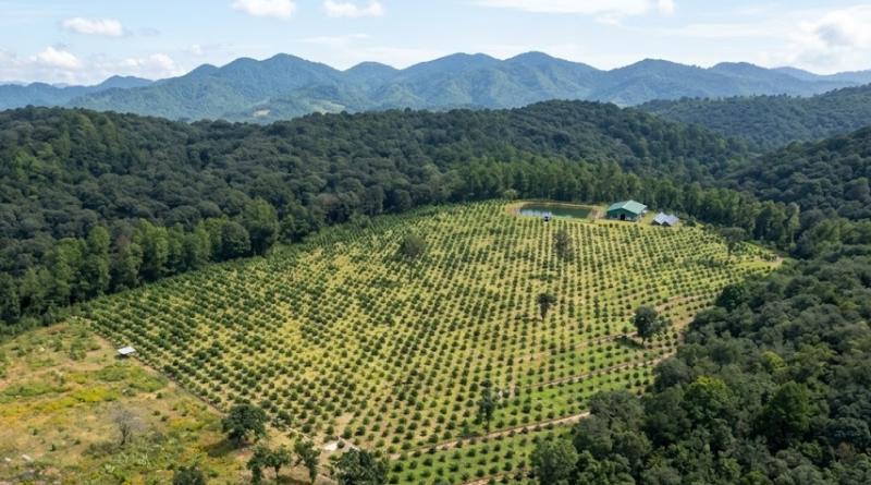 RECIBE MÉXICO 85.3 MDD POR REDUCIR DEFORESTACIÓN