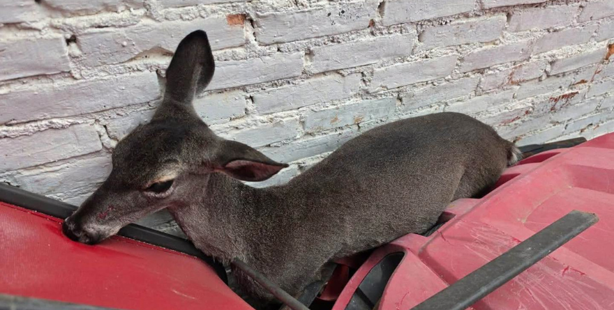 Rescatan venado atrapado en Villa de Pozos