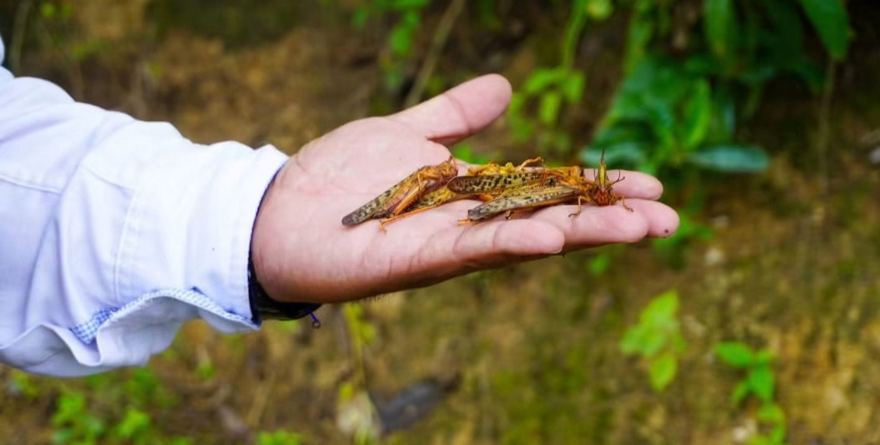Buscan controlar plaga de langosta